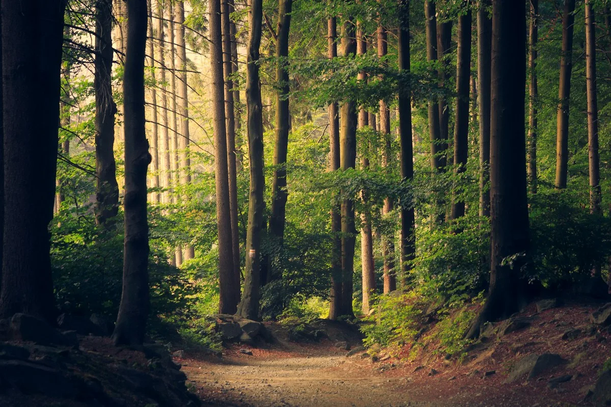 Golden sunlight streaming through a lush green forest